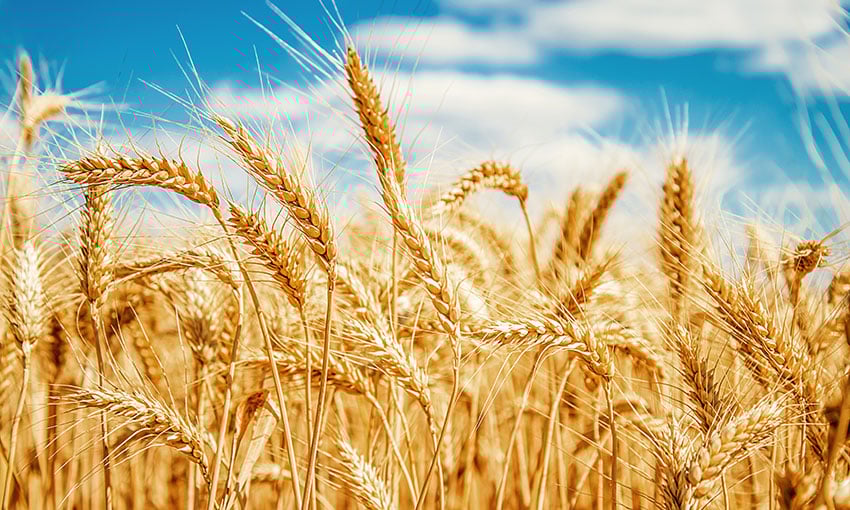 Ag trades will continue despite pandemic, report claims