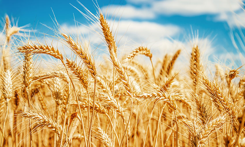 Grain exporter gets Port Adelaide part-exemption from ACCC