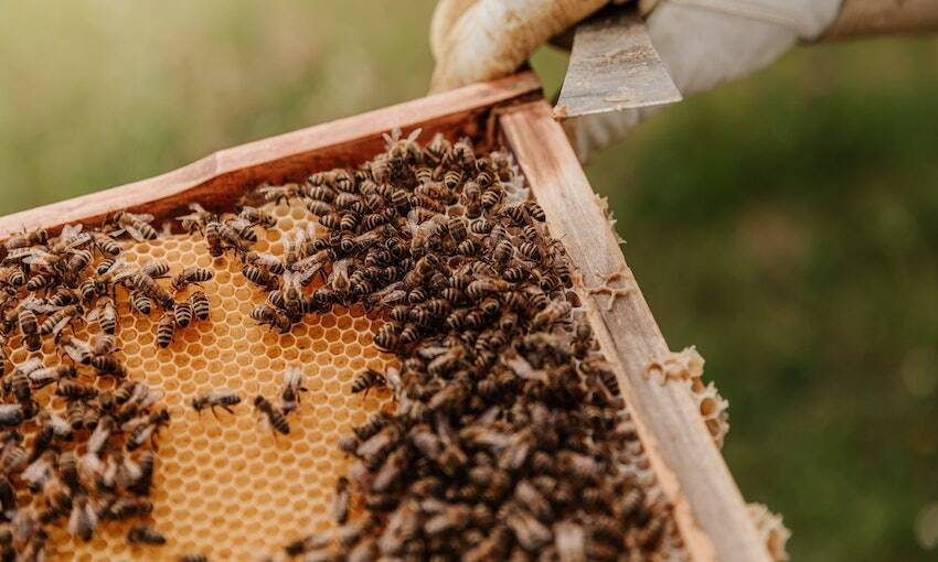 Deadly varroa mite detected at Port of Newcastle