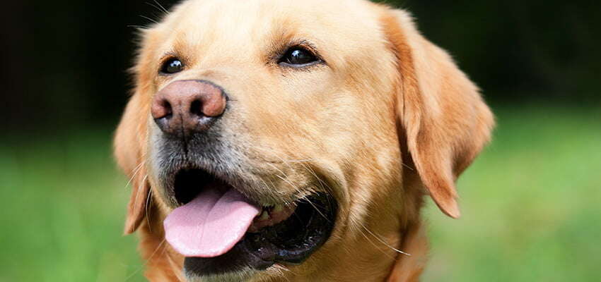 Doggone it! Melbourne set to host WCO canine forum