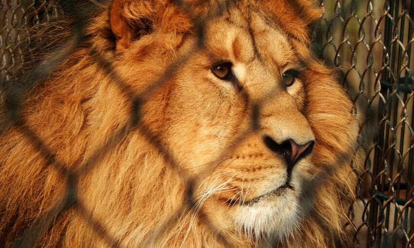 IMO adopts guidelines against wildlife smuggling