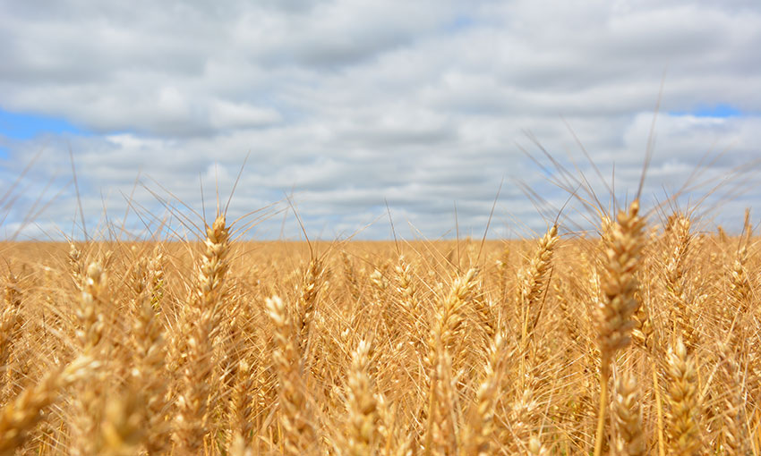 Big year ahead for grain exports