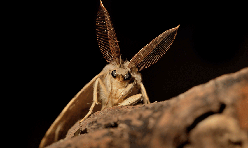 Geckos and spiders and moths, oh my!