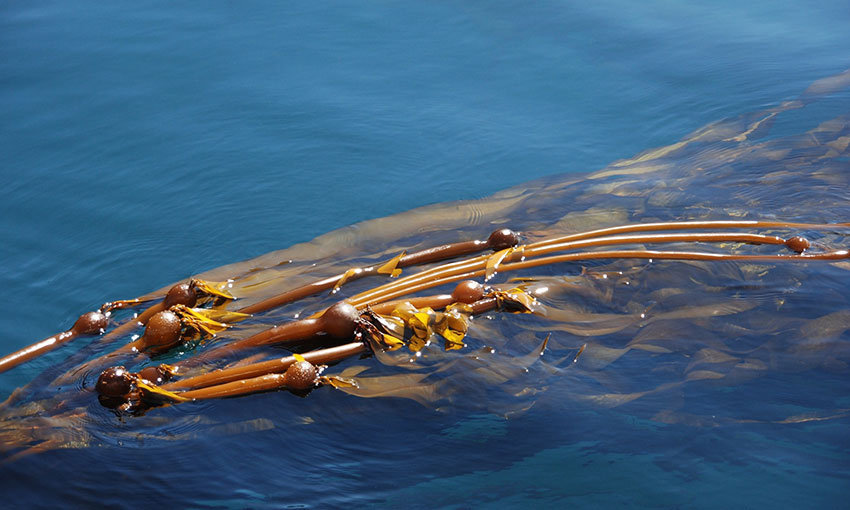 ANL helps the kelp