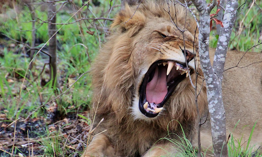 The Biosecurity Act now has sharper teeth