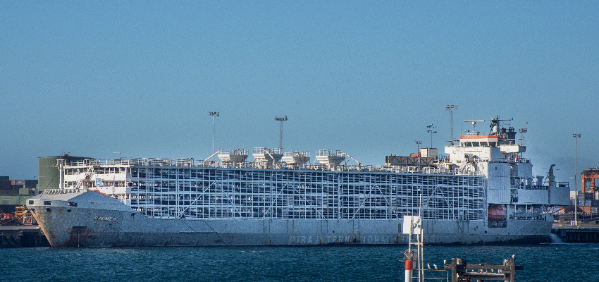 Wilkie moves to ban live exports