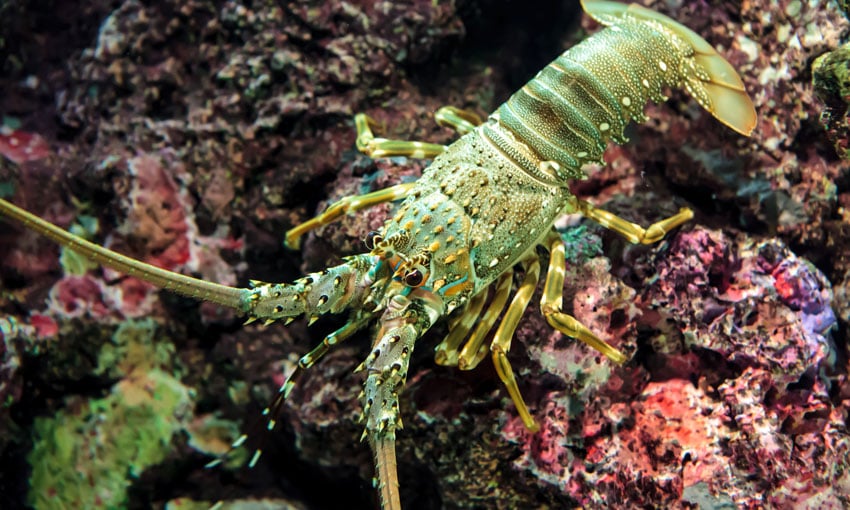 Lobster exports from South Australia are booming. Image: Shutterstock