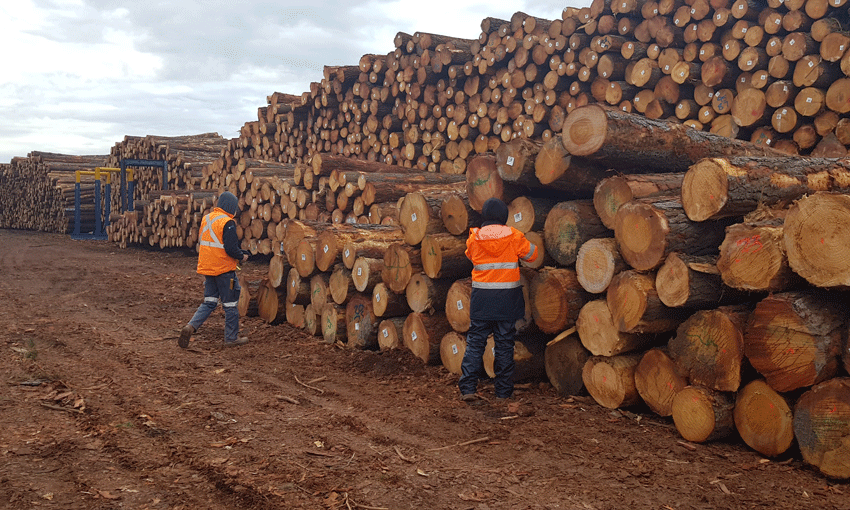China restricts Australian logs