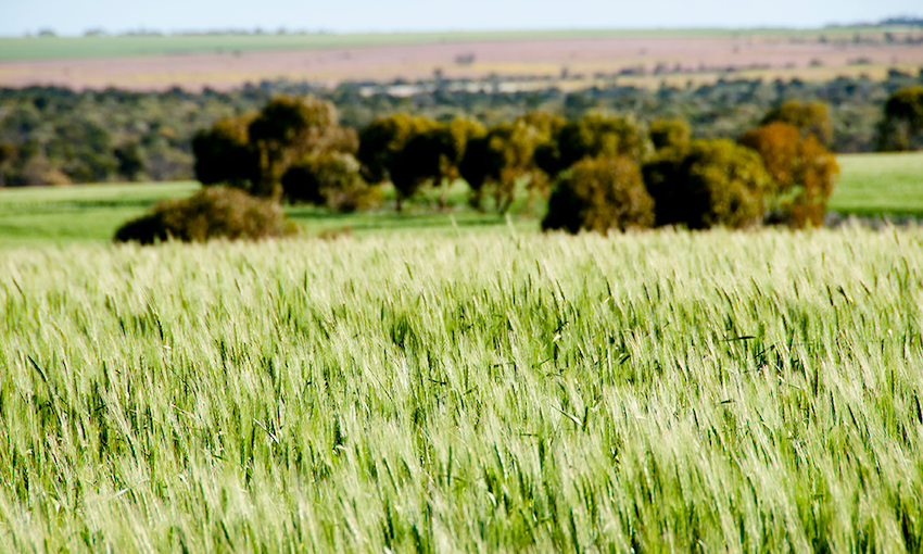 Agricultural exports on track for record year, but may face global trade restrictions