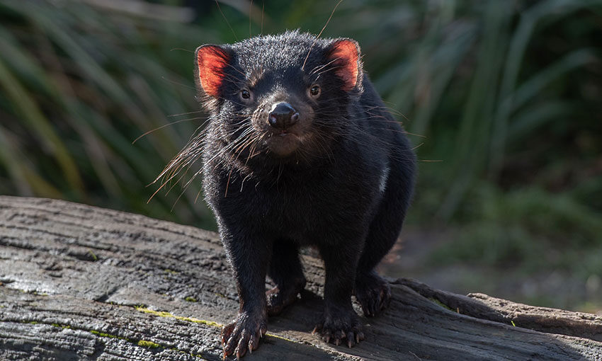 Tassie government aims to boost trade with action plan