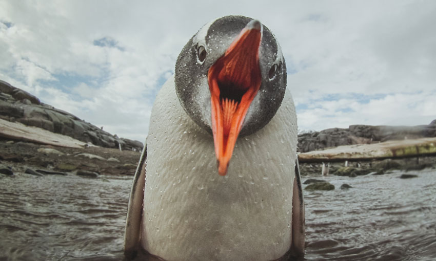 Officers and engineers’ unions oppose “foreign seafarers” on Antarctic vessel