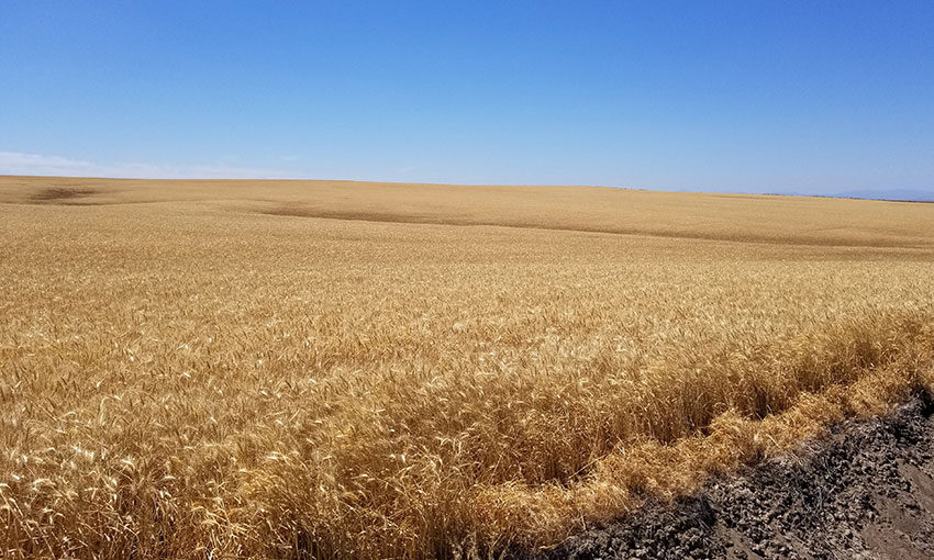 DAFF commences review of Wheat Port Code