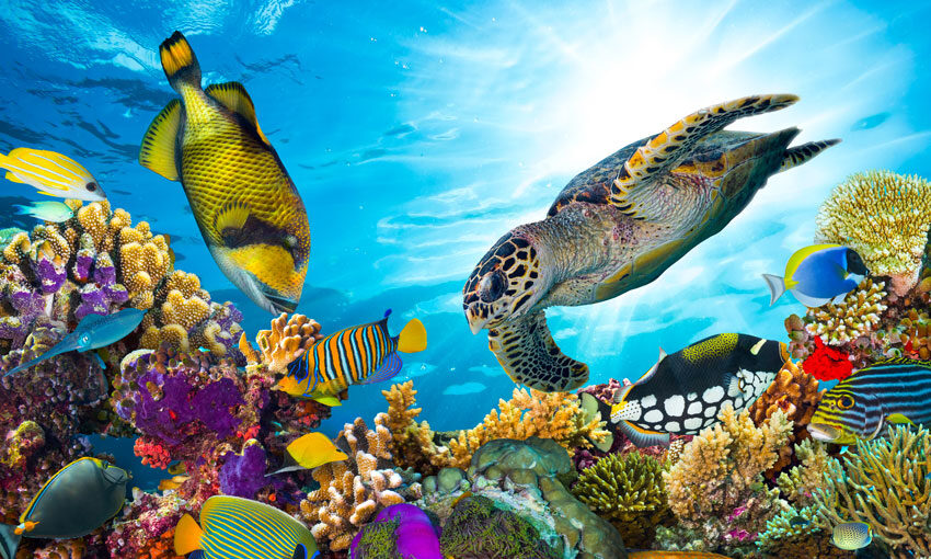 ANL launches Reef Recovery Program