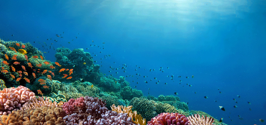 Tracking system to help ships steer clear of Reef