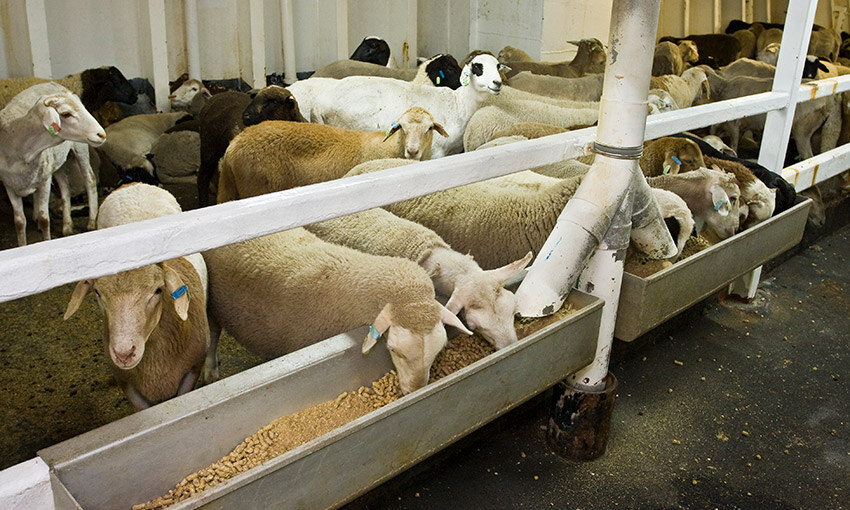 New live sheep export requirements