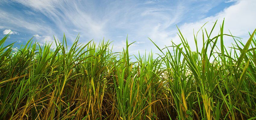 Sugar code of conduct ensure exports, says government