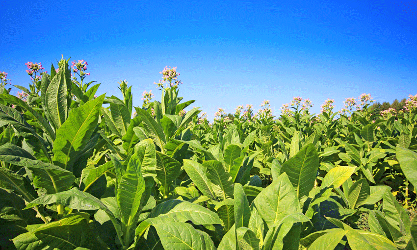 Sea freight tobacco smugglers thwarted in hefty haul