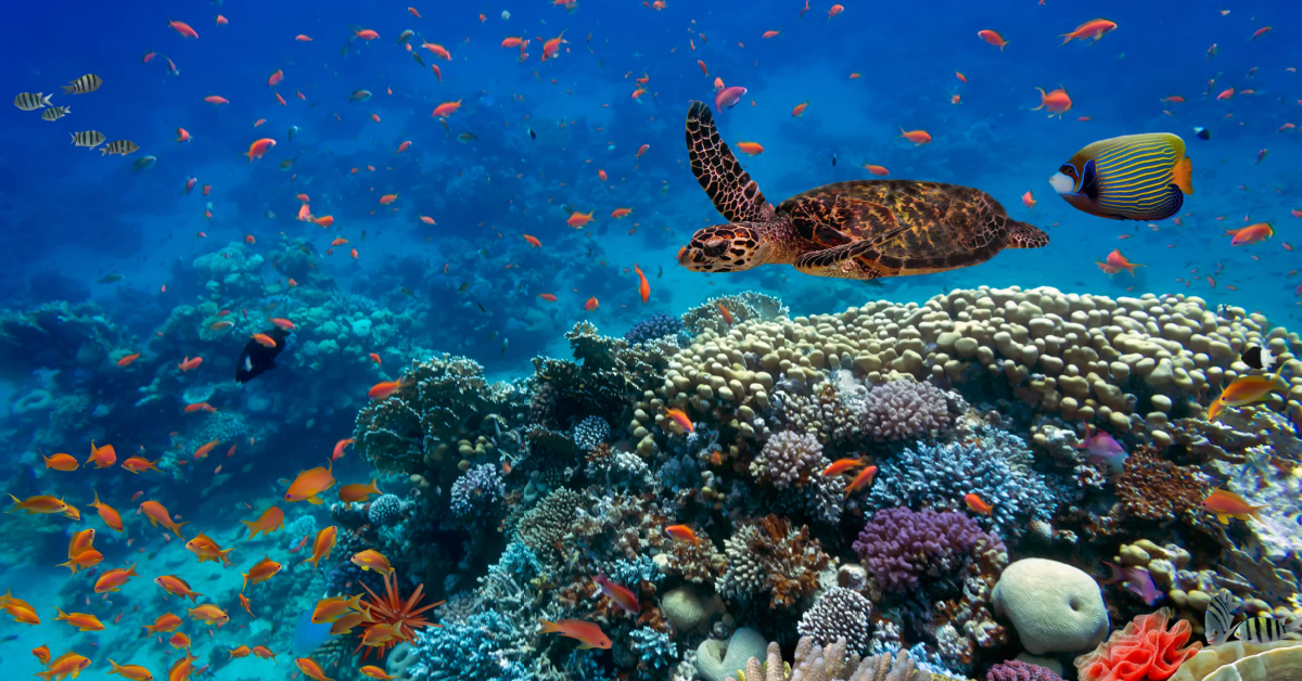 OPINION: BBNJ and sharing the benefits from marine resources