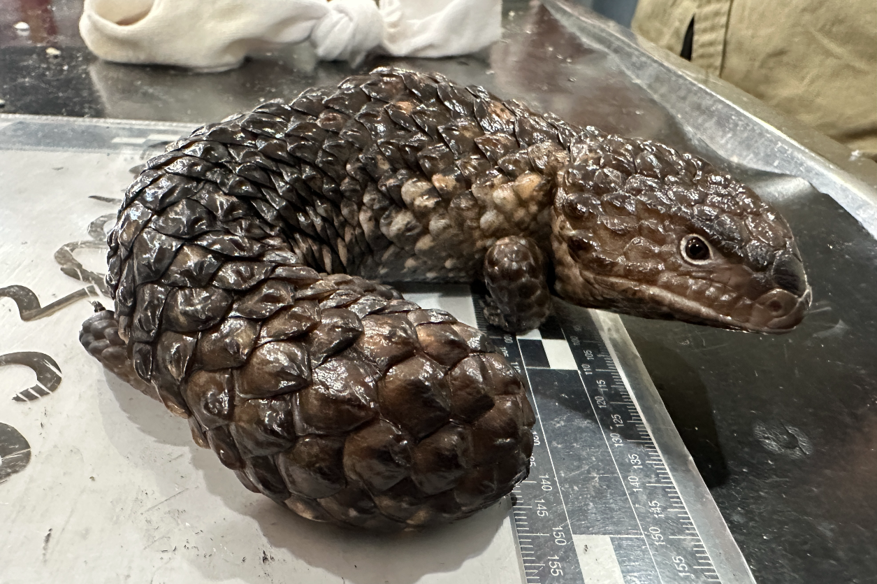 A shingleback lizard at the centre of law enforcement action. Credit: NEPA