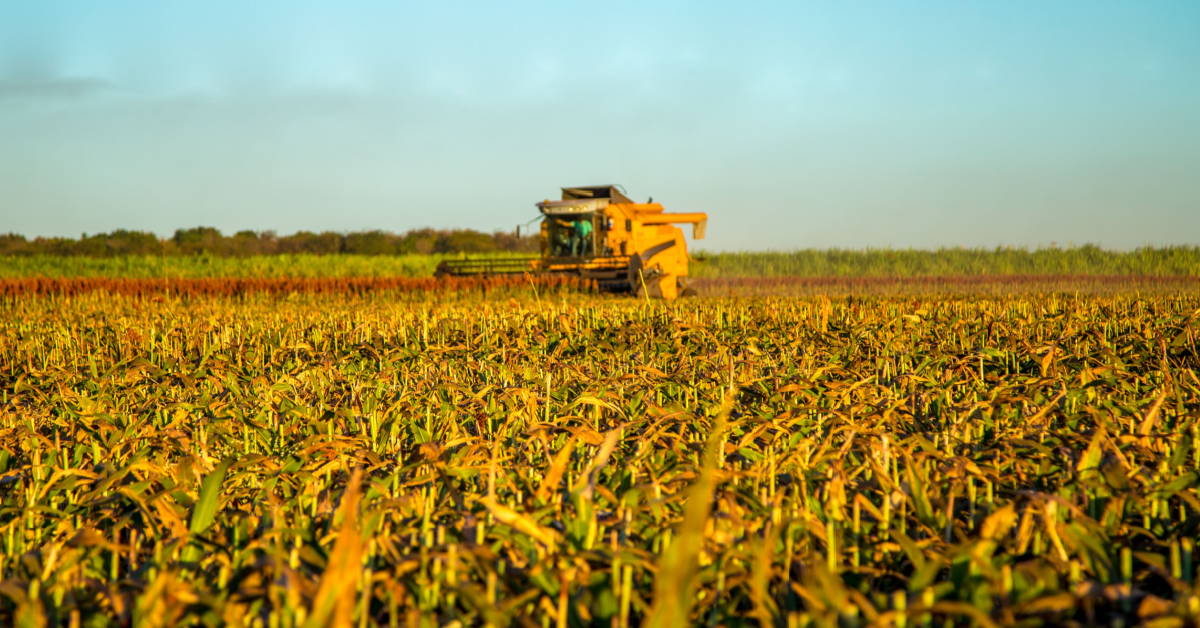 Challenge for sorghum exporters as China lifts US tariff