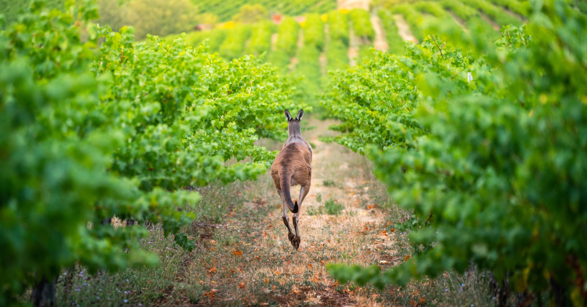Resumption of wine exports to China boosts SA trade