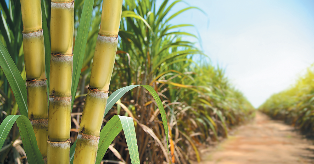 EMERGING TECHNOLOGY: Sweet success