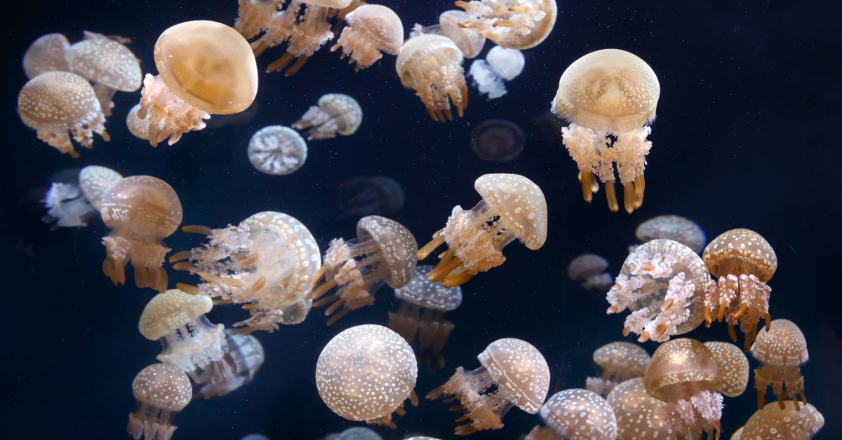 Don’t get stung at Dampier