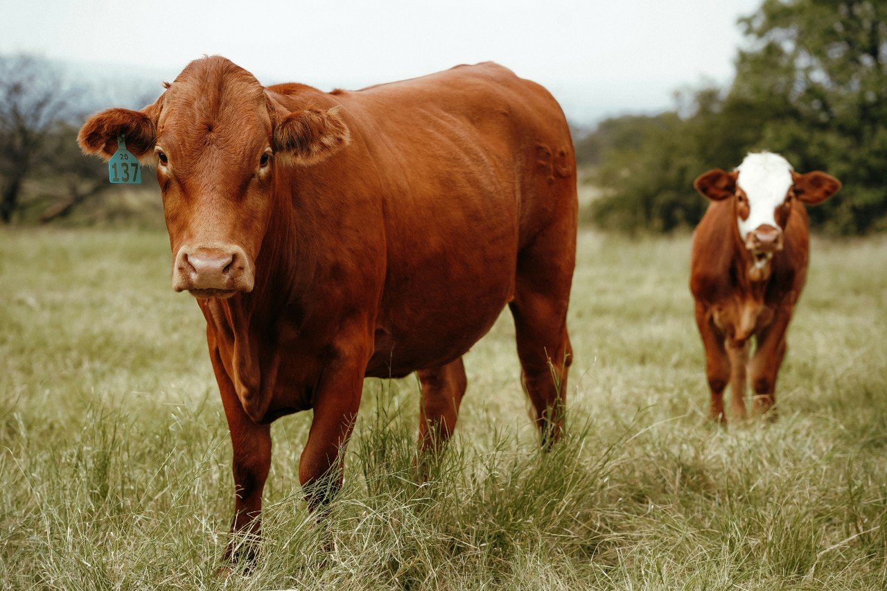 Big bucks for cattle freight routes