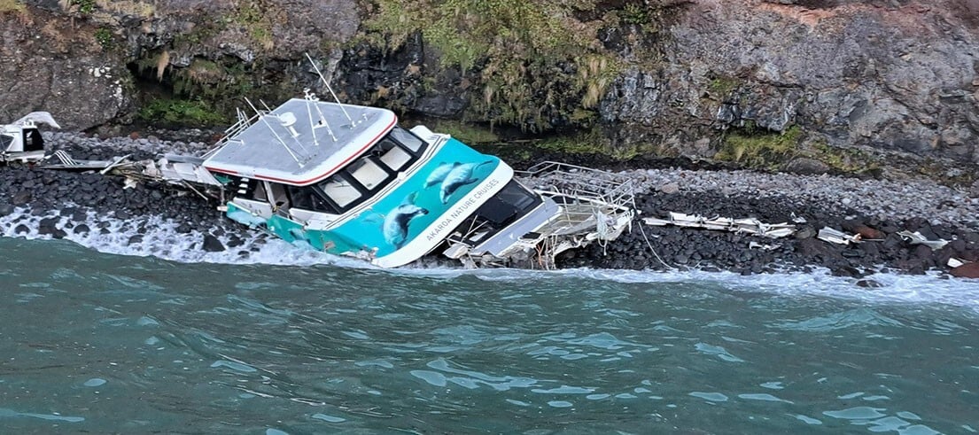 Black Cat on the rocks. Image: Environment Cantebury