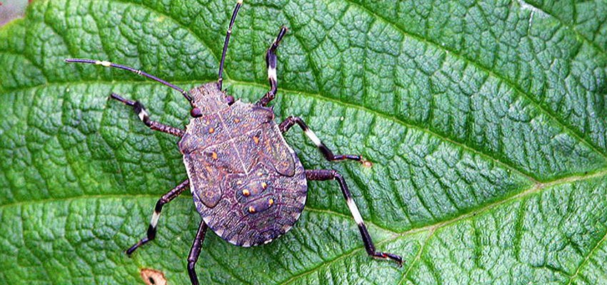 Stink bugs force vessel expulsion