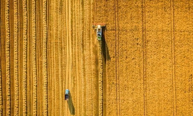 South Australian grain harvest decreases
