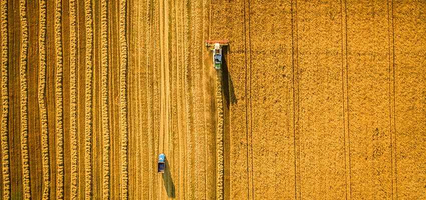 South Australian grain harvest decreases