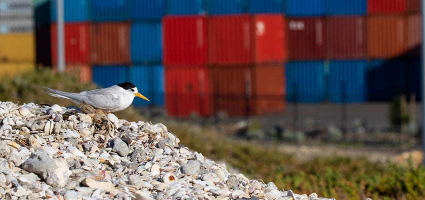 Fremantle does a good tern for bird conservation