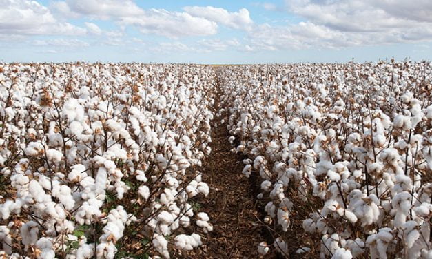 Closing date nears for submissions on cotton export ban