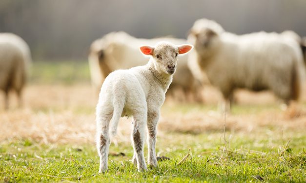 Lamb definition change a potential boost to exporters