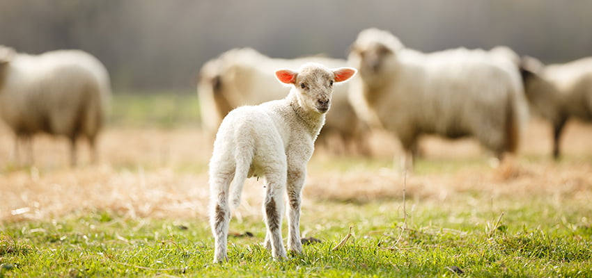 Lamb definition change a potential boost to exporters