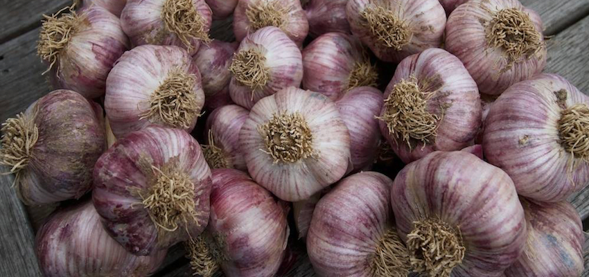 Jail time for the illegal importation of garlic bulbs