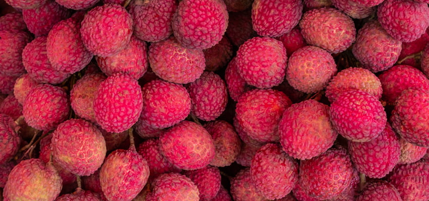 Taiwan lychee varieties grow future for Queensland exports