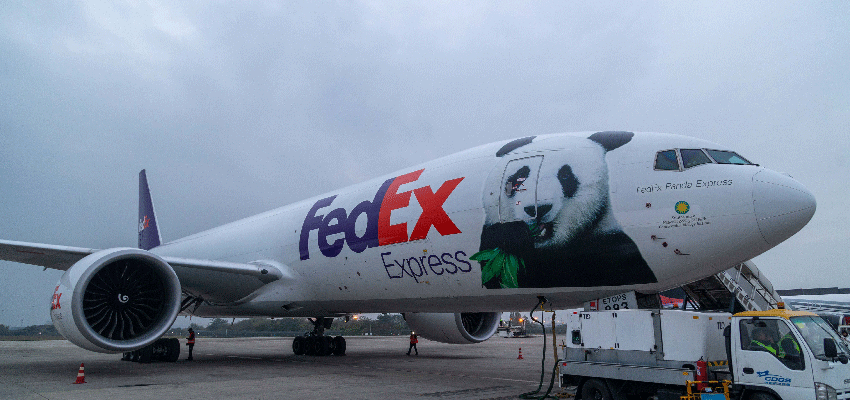 Panda takes to the air