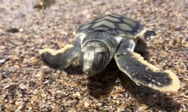 Sand nourishment reaches fruition as turtles return