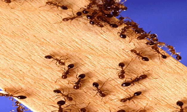 Destructive ants attack Fremantle