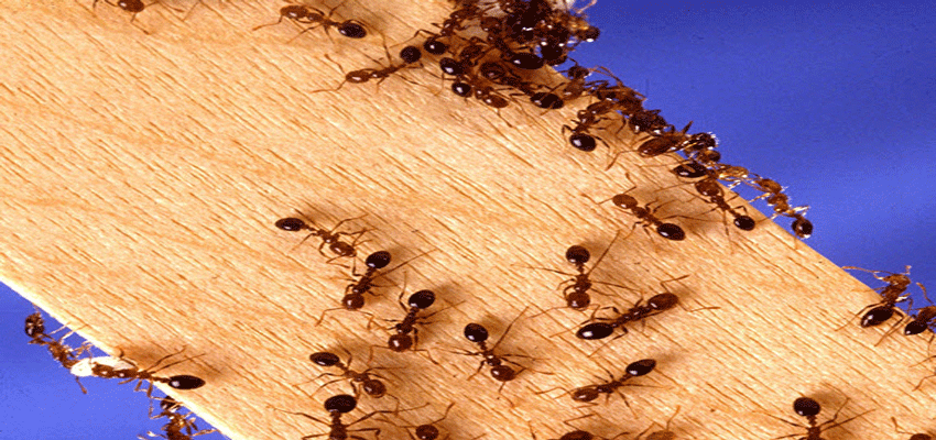 Destructive ants attack Fremantle