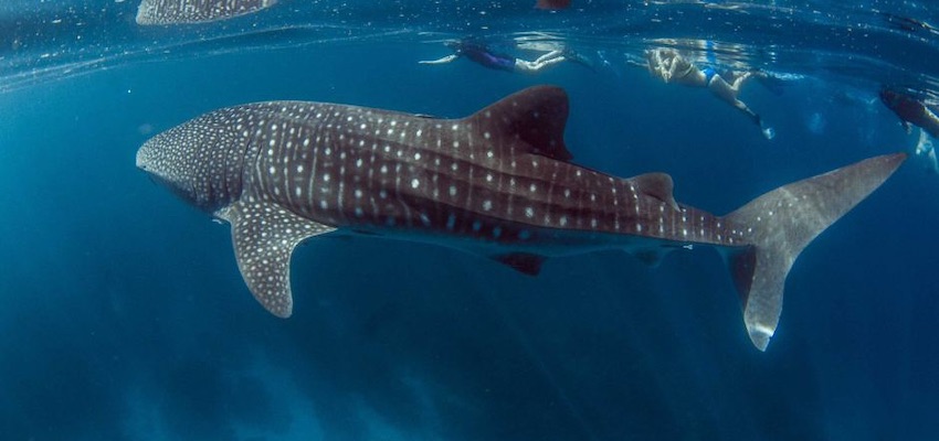 Whale shark study finds one fifth injured by ships