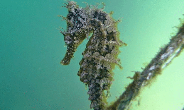 Rare seahorse found in Sydney’s working port