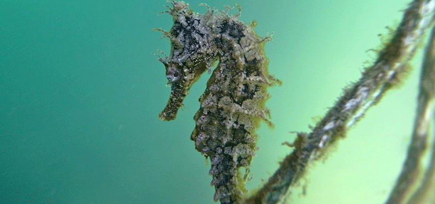 Rare seahorse found in Sydney’s working port