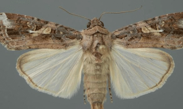 Attack of the army worm moth threatens export crops