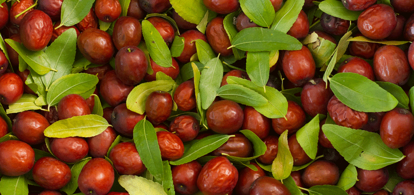 Jujube fruit importations recommended