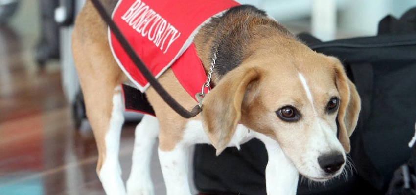 Biosecurity dogs continue ‘pawsome’ record