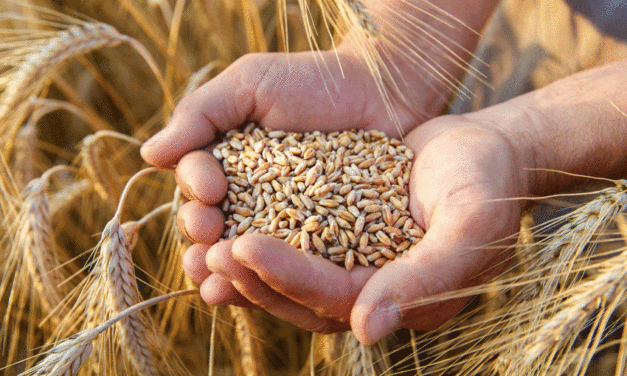 Big gains for Aussie grains through essential training