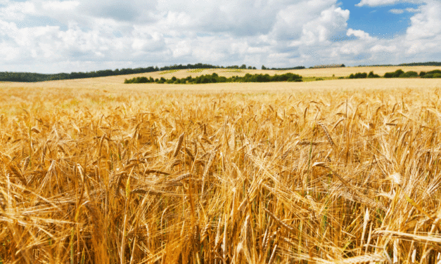 China tariffs set to stymie barley exports